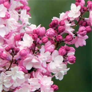 Lilac Plant Live for Growing - Perennial Flowers, 4-5 Inches Tall, Dormant Plant with No Leaves, Low Maintenance