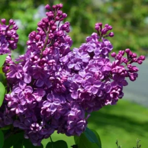 Lilac Plant Live for Growing - Perennial Flowers, 4-5 Inches Tall, Dormant Plant with No Leaves, Low Maintenance