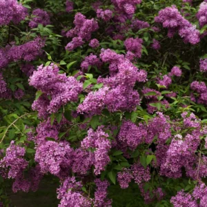 Lilac Plant Live for Growing - Perennial Flowers, 4-5 Inches Tall, Dormant Plant with No Leaves, Low Maintenance