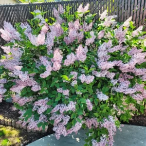 Syringa Lilac Plant, 4-6 Inch Tall, No Leasves, Dormant Starter Plant, Colorful Bloomming, Zone 3 to 7