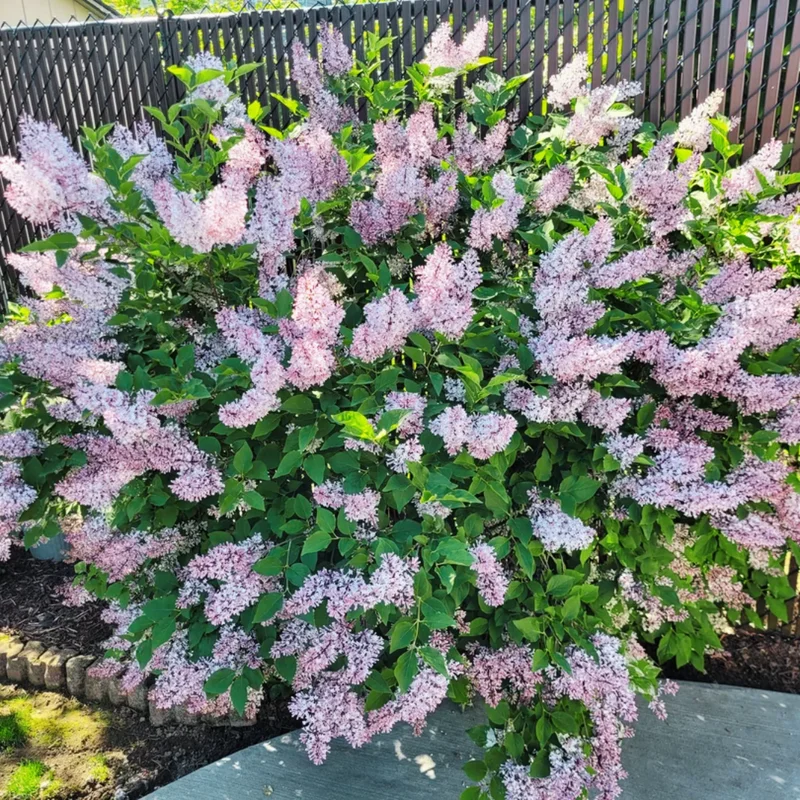 Syringa Lilac Plant, 4-6 Inch Tall, No Leasves, Dormant Starter Plant, Colorful Bloomming, Zone 3 to 7