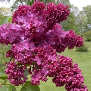 Syringa Lilac Plant, 4-6 Inch Tall, No Leasves, Dormant Starter Plant, Colorful Bloomming, Zone 3 to 7