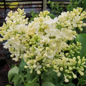 Syringa Lilac Plant, 4-6 Inch Tall, No Leasves, Dormant Starter Plant, Colorful Bloomming, Zone 3 to 7