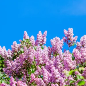 Lilac Plant Live for Growing - Perennial Flowers, 4-5 Inches Tall, Dormant Plant with No Leaves, Low Maintenance