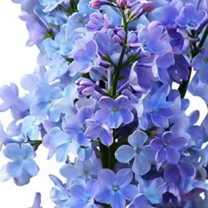 Lilac Plant Live for Growing - Perennial Flowers, 4-5 Inches Tall, Dormant Plant with No Leaves, Low Maintenance