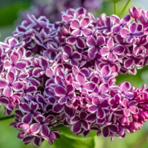 Lilac Plant Live for Growing - Perennial Flowers, 4-5 Inches Tall, Dormant Plant with No Leaves, Low Maintenance