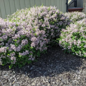 Lilac Plant Live for Growing - Perennial Flowers, 4-5 Inches Tall, Dormant Plant with No Leaves, Low Maintenance