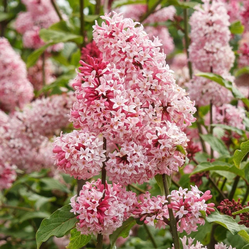 Syringa Lilac Plant, 4-6 Inch Tall, No Leasves, Dormant Starter Plant, Colorful Bloomming, Zone 3 to 7