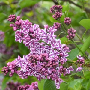 Syringa Lilac Plant, 4-6 Inch Tall, No Leasves, Dormant Starter Plant, Colorful Bloomming, Zone 3 to 7