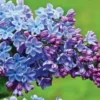 Syringa Lilac Plant, 4-6 Inch Tall, No Leasves, Dormant Starter Plant, Colorful Bloomming, Zone 3 to 7