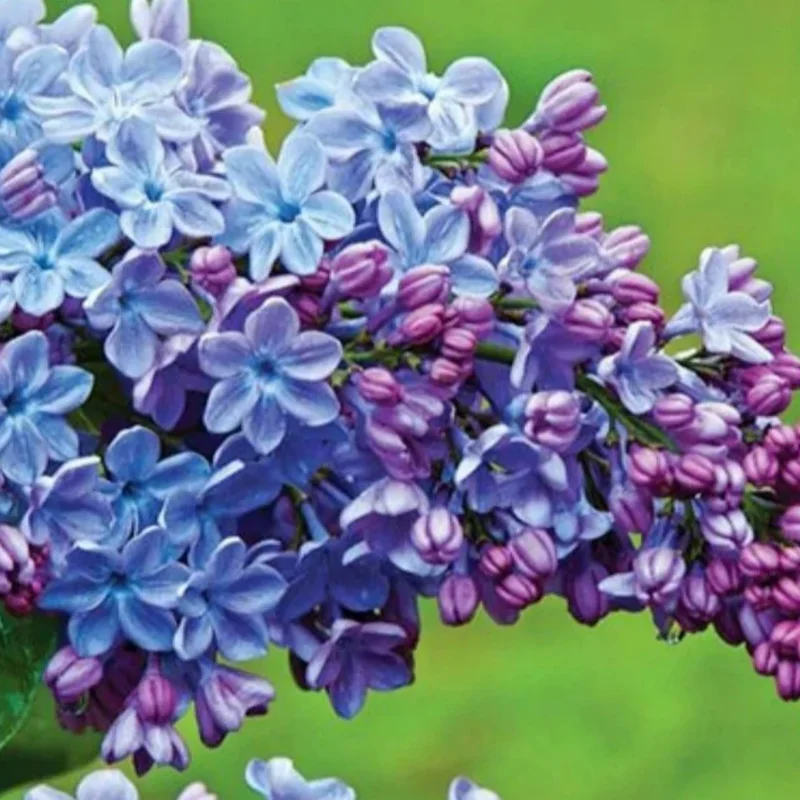 Syringa Lilac Plant, 4-6 Inch Tall, No Leasves, Dormant Starter Plant, Colorful Bloomming, Zone 3 to 7