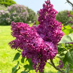 Syringa Lilac Plant, 4-6 Inch Tall, No Leasves, Dormant Starter Plant, Colorful Bloomming, Zone 3 to 7