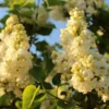 Perennial Lilac Tree Live Plant for Planting, Fragrant Shrub, Suitable for Landscapes, 5 to 7 Inch Tall