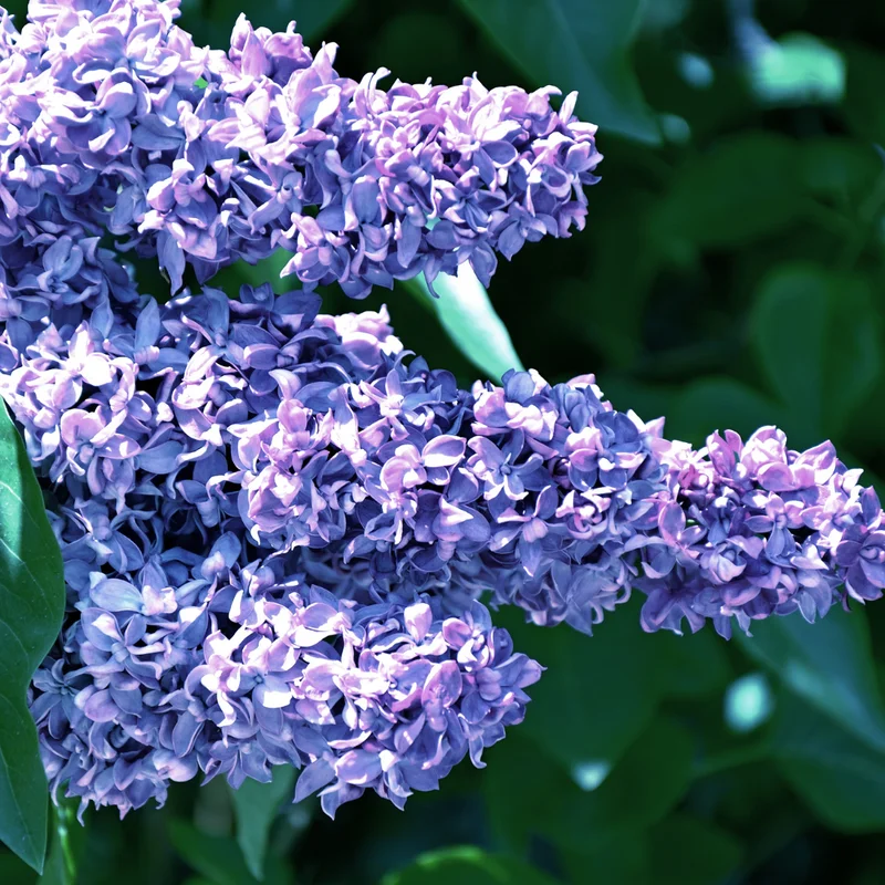 Perennial Lilac Tree Live Plant for Planting, Fragrant Shrub, Suitable for Landscapes, 5 to 7 Inch Tall