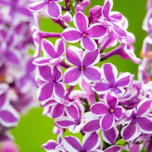 Perennial Lilac Tree Live Plant for Planting, Fragrant Shrub, Suitable for Landscapes, 5 to 7 Inch Tall