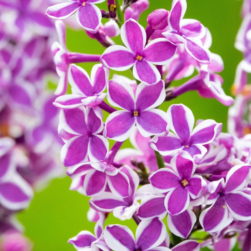 Perennial Lilac Tree Live Plant for Planting, Fragrant Shrub, Suitable for Landscapes, 5 to 7 Inch Tall