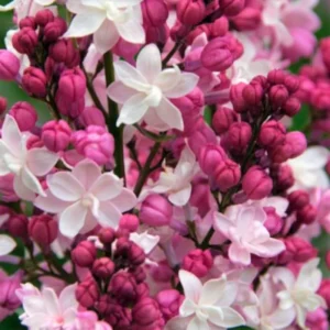 Perennial Lilac Tree Live Plant for Planting, Fragrant Shrub, Suitable for Landscapes, 5 to 7 Inch Tall