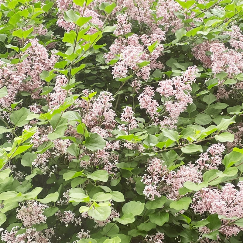 Perennial Lilac Tree Live Plant for Planting, Fragrant Shrub, Suitable for Landscapes, 5 to 7 Inch Tall