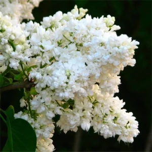 Perennial Lilac Tree Live Plant for Planting, Fragrant Shrub, Suitable for Landscapes, 5 to 7 Inch Tall