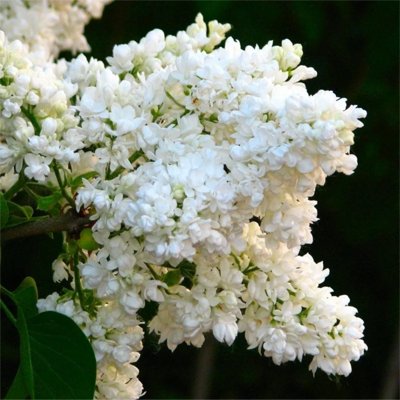 Perennial Lilac Tree Live Plant for Planting, Fragrant Shrub, Suitable for Landscapes, 5 to 7 Inch Tall
