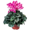 Cyclamen Plant Live, Ornamental Cyclamen Houseplant, In 4 Inch Pot, Cold Hardy Cyclamen Flowers For Decoration