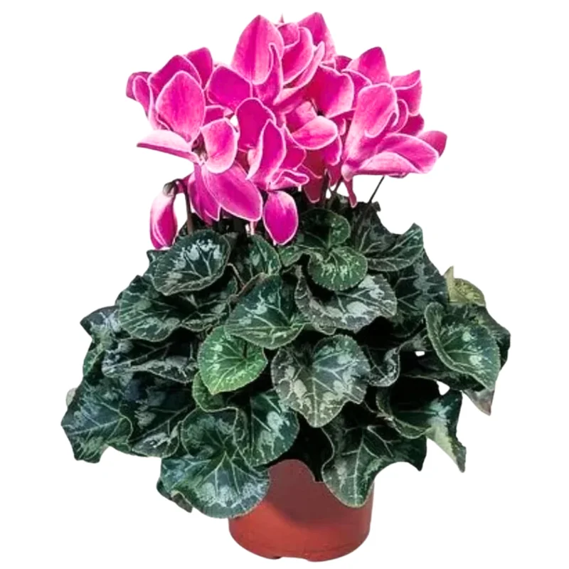 Cyclamen Plant Live, Ornamental Cyclamen Houseplant, In 4 Inch Pot, Cold Hardy Cyclamen Flowers For Decoration