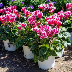 Cyclamen Plant Live, Cold Hardy Cyclamen Flowers, 4-Inch Pot Cyclamen Houseplant for Indoor or Outdoor Decoration