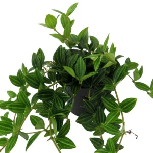 Funky Frog Peperomia Angulata 4" Pot - Green, Glossy Leaves