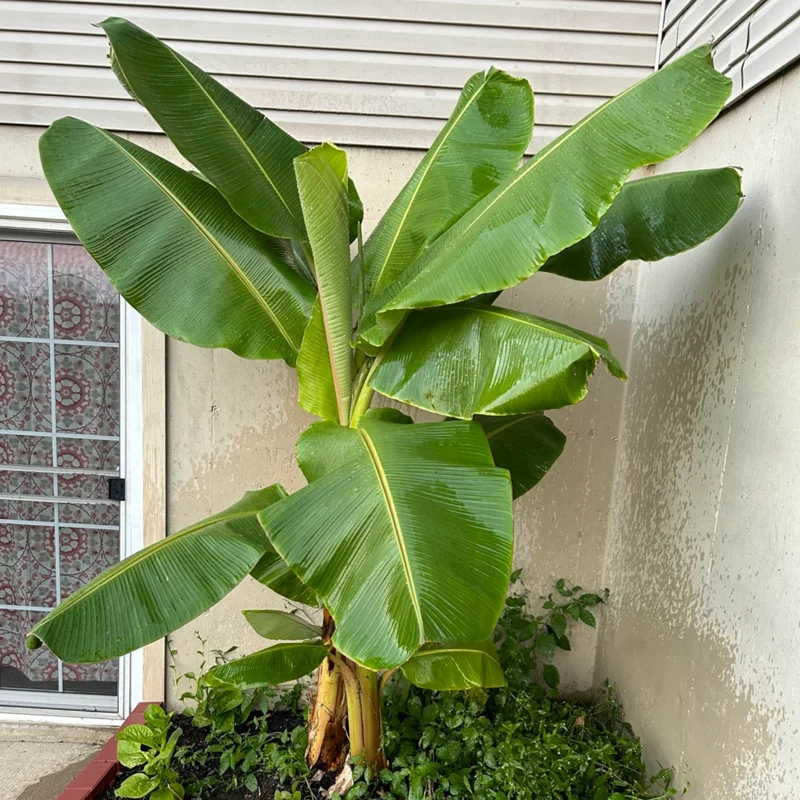 Banana Tree Starter, Live Banana Plant 5 Inches Height Bareroot, Fruit Tree Live Plant