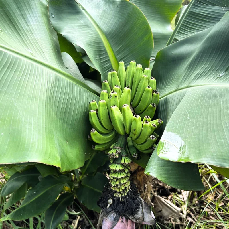 Banana Tree Starter, Live Banana Plant 5 Inches Height Bareroot, Fruit Tree Live Plant
