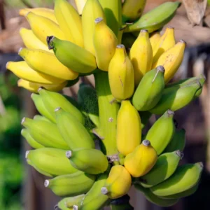 Banana Tree Starter, Live Banana Plant 5 Inches Height Bareroot, Fruit Tree Live Plant