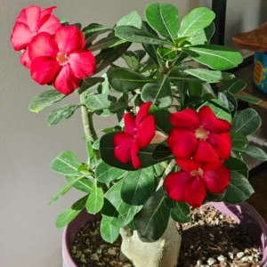 Desert Rose Plant 4 To 5 Inches Height, Adenium Desert Rose Plant Live