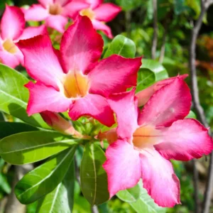 Desert Rose Plant 4 To 5 Inches Height, Adenium Desert Rose Plant Live
