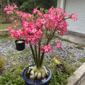 Desert Rose Plant 4 To 5 Inches Height, Adenium Desert Rose Plant Live