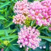 2 Milkweed Plants 4 to 7 Inches Height, Live Milkweed To Plant In Garden, Flowering Plants Live