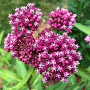 2 Milkweed Plants 4 to 7 Inches Height, Live Milkweed To Plant In Garden, Flowering Plants Live