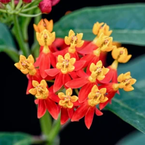 2 Milkweed Plants 4 to 7 Inches Height, Live Milkweed To Plant In Garden, Flowering Plants Live