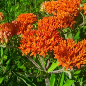 2 Milkweed Plants 4 to 7 Inches Height, Live Milkweed To Plant In Garden, Flowering Plants Live