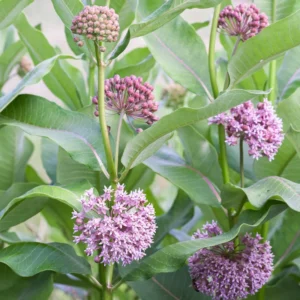 2 Milkweed Plants 4 to 7 Inches Height, Live Milkweed To Plant In Garden, Flowering Plants Live