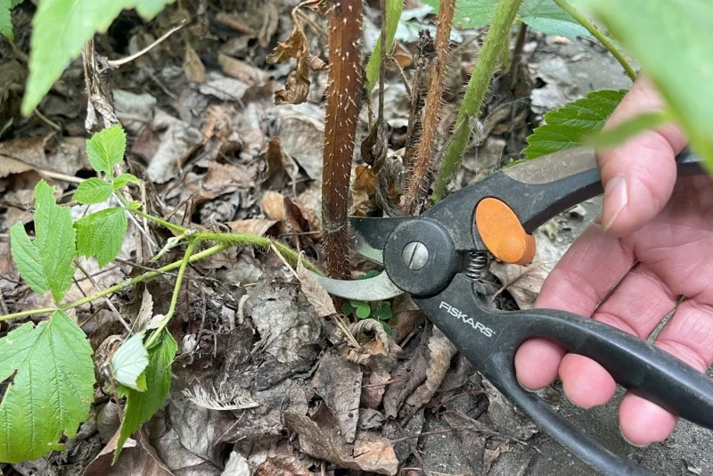 glencoe raspberry pruning