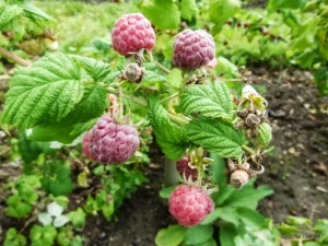 glenoe raspberry