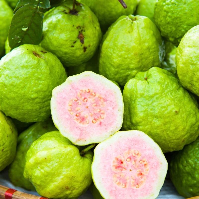 Pink Guava Tree Live Plant, Tropical Guava Fruit Tree for Planting Garden Indoor Outdoor 4" to 7" Tall