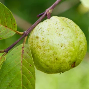 Pink Guava Tree Live Plant, Tropical Guava Fruit Tree for Planting Garden Indoor Outdoor 4" to 7" Tall