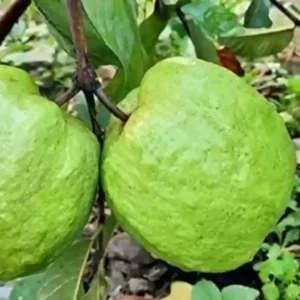 Guava Tree Live Plant, 8
