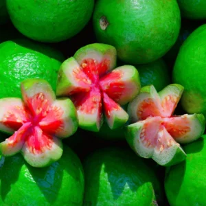 Guava Tree Live Plant, 8