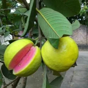 Guava Tree Live Plant, 8