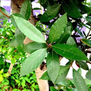 Bay Leaf Plant for Planting, Bay Laurel Laurus Nobilis, Bay Leaves Plant Live, Sweet Bay Tree Live Plant 4