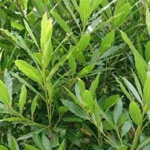 Bay Leaf Plant for Planting, Bay Laurel Laurus Nobilis, Bay Leaves Plant Live, Sweet Bay Tree Live Plant 4