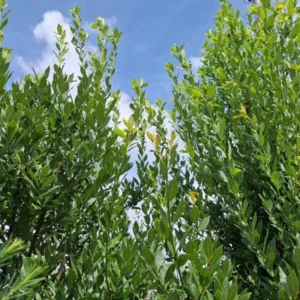 Bay Leaf Plant for Planting, Bay Laurel Laurus Nobilis, Bay Leaves Plant Live, Sweet Bay Tree Live Plant 4