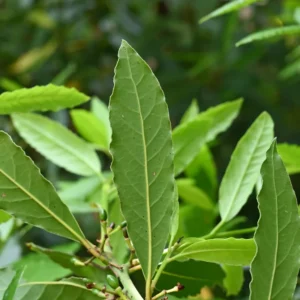 Bay Leaf Plant for Planting, Bay Laurel Laurus Nobilis, Bay Leaves Plant Live, Sweet Bay Tree Live Plant 4